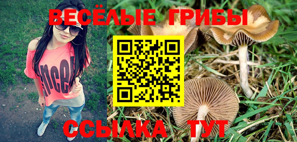 Альметьевск  Галлюциногенные грибы Psilocybe  Вход с VPN 